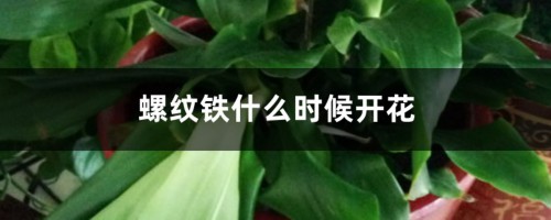 螺纹铁什么时候开花