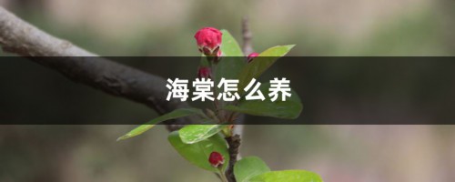 海棠怎么养，海棠花价格